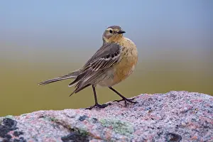 Anthus: American Pipit, Anthus rubescens. foraging above tree line i