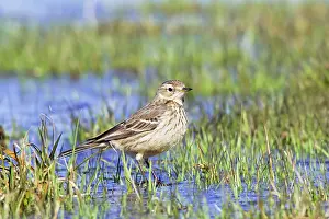 Anthus: American Pipit - In flooded field during spring migration