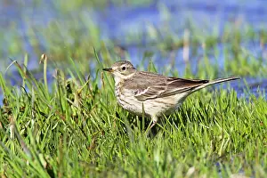 Anthus: American Pipit - In flooded field during spring migration