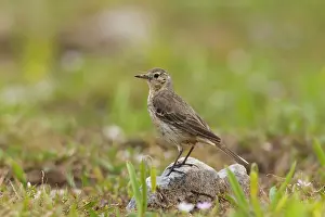 Anthus: American Pipit - Snowy Range