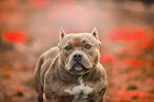 Blurred: American Pit Bull Terrier, blurred background