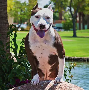 Zandria: American pitt bull