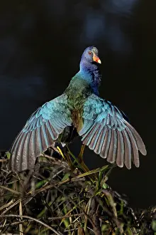 Drying: American purple gallinule drying wings