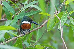Chloroceryle: American Pygmy Kingfisher