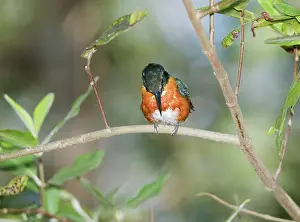 Chloroceryle: American pygmy kingfisher