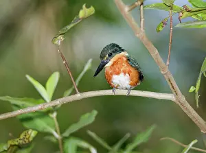 Chloroceryle: American pygmy kingfisher