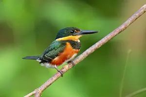 Birdwatching: American Pygmy Kingfisher hunting along Costa Rican river