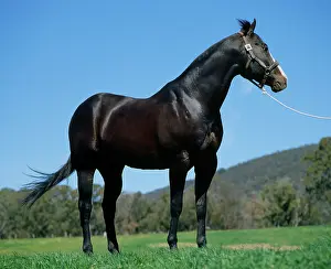 Bridles: American Quarter Horse in Australia