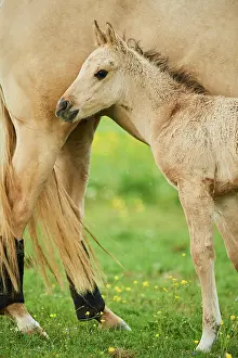 Warmblood: American Quarter Horse foal on a meadow, Bavaria