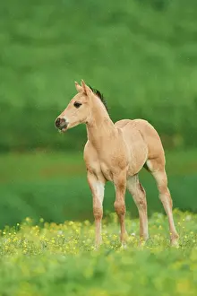 Warmblood: American Quarter Horse foal on a meadow, Bavaria