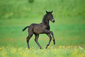 Warmblood: American Quarter Horse foal on a meadow, Bavaria