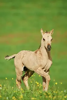 Warmblood: American Quarter Horse foal on a meadow, Bavaria
