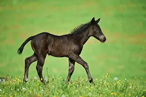 Warmblood: American Quarter Horse foal on a meadow, Bavaria