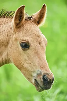 Warmblood: American Quarter Horse foal, portrait, Bavaria