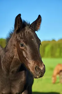 Warmblood: American Quarter Horse foal, portrait, Bavaria