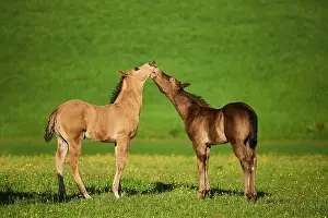 Foals: American Quarter Horse foals on a meadow, Bavaria
