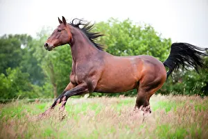 Cantering: American Quarter Horse, gelding, Bay, gallopping