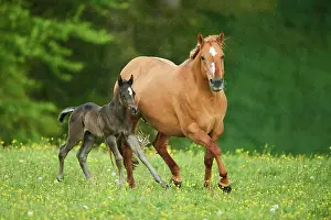 Warmblood: American Quarter Horse mare with her foal, Bavaria