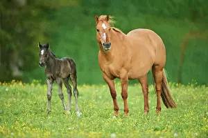 Warmblood: American Quarter Horse mare with her foal, Bavaria