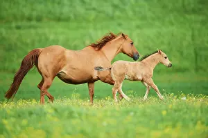 Warmblood: American Quarter Horse mare with her foal, Bavaria