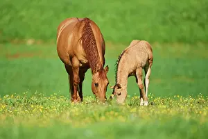 Warmblood: American Quarter Horse mare with her foal, Bavaria