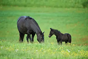 Warmblood: American Quarter Horse mare with her foal, Bavaria