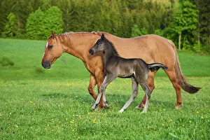 Warmblood: American Quarter Horse mare with her foal, Bavaria