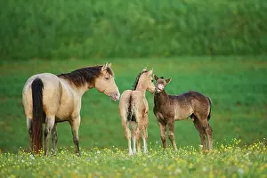 Foals: American Quarter Horse mare with foals, Bavaria