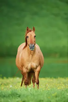 Warmblood: American Quarter Horse on a meadow, Bavaria, Germany