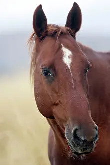 Ranches: American Quarter / Paint Horse