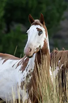 Ranches: American Quarter / Paint Horse