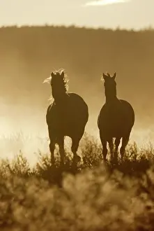 Ranches: American Quarter / Paint Horses - running