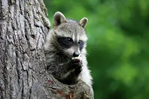 Lotor: American Raccoon (Procyon lotor), young animal looks