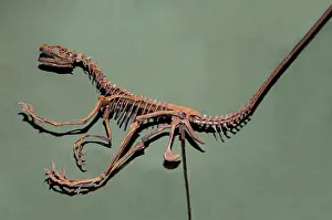 Velociraptor: American Raptor