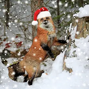 Fulva: American red fox, (Vulpes fulva), adult, in winter