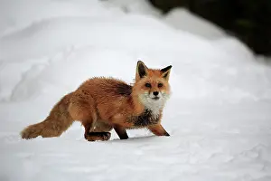 Fulva: American red fox, (Vulpes fulva), adult, in winter