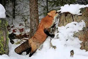 Fulva: American red fox, (Vulpes fulva), adult, in winter