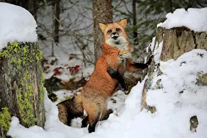 Fulva: American red fox, (Vulpes fulva), adult, in winter