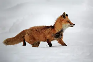 Fulva: American red fox, (Vulpes fulva), adult, in winter