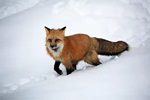 Fulva: American red fox, (Vulpes fulva), adult, in winter