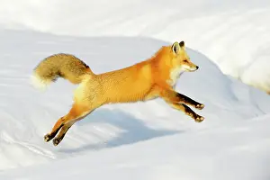 Fulva: American Red Fox (Vulpes vulpes fulva) adult