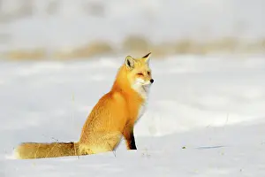 Fulva: American Red Fox (Vulpes vulpes fulva) adult, s