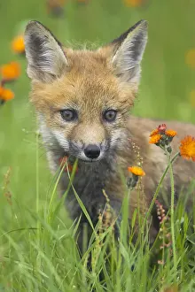Vulpes: American red fox (Vulpes vulpes fulva), juvenile