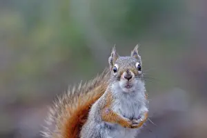 Tamiasciurus: American Red Squirrel