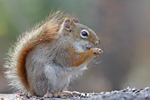 Tamiasciurus: American Red Squirrel
