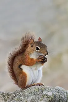 Tamiasciurus: American Red Squirrel - eating a nut