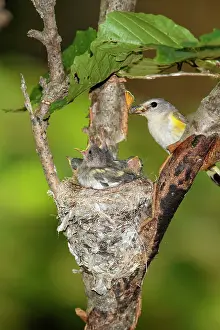 Ruticilla: American Redstart