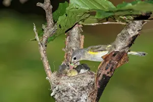 Ruticilla: American Redstart