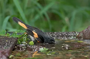 Ruticilla: American Redstart