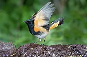 Ruticilla: American Redstart
